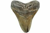 Serrated, Fossil Megalodon Tooth - North Carolina #226496-1